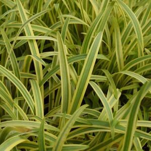 Agapanthus 'Golden Drop' ---